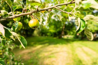 Garten - Apfelbaum